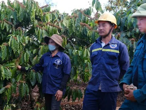 Giám đốc công ty lên tiếng việc công nhân bị thu bảo hiểm xã hội bằng ... cà phê