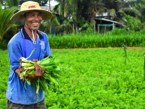 Loại rau bình dân bỗng ‘lên hương’, nông dân Sóc Trăng phấn khởi đón ‘mùa vàng’