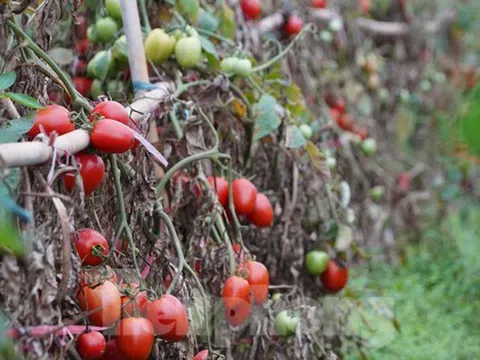 Hàng chục tấn cà chua chín đầy vườn không người mua