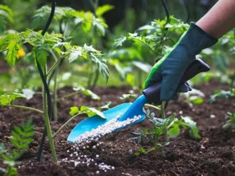 Giá phân bón SA tăng mạnh