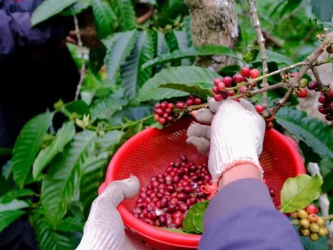 Giá cà phê hôm nay 24/2/2025: nhận định tuần này, Robusta tăng hoặc Arabica giảm