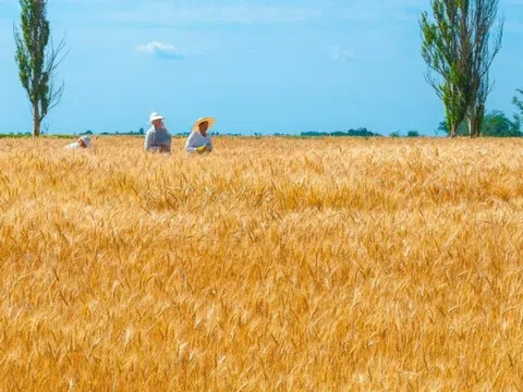 Nông sản Ukraine 'làm loạn' Đông Âu