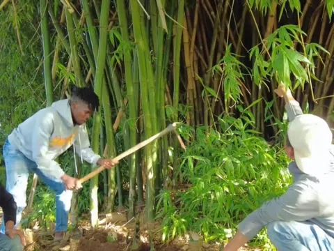 'Team châu Phi' khiến người dân Angola bội phục khi khai thác từ gốc đến ngọn loại cây mọc khắp Việt Nam