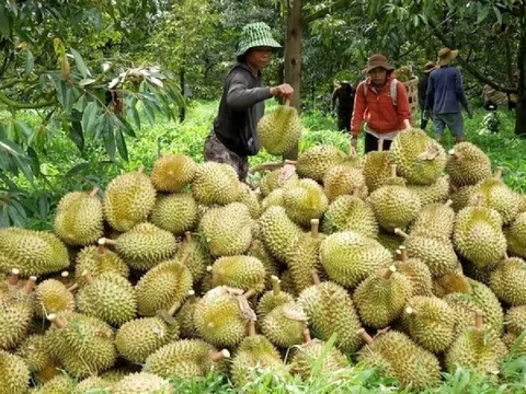 Hết thời bán tháo, sầu riêng Việt ‘hồi sinh’ trên đất Trung Quốc