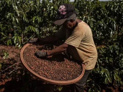 Hạn hán Brazil khiến cà phê 'sốc giá': Nông dân vét sạch kho, Starbucks gần 100.000 đồng/ly