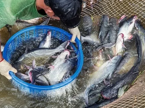 'Cá tỷ đô' sốt giá, người nuôi Đồng Tháp lên như diều gặp gió