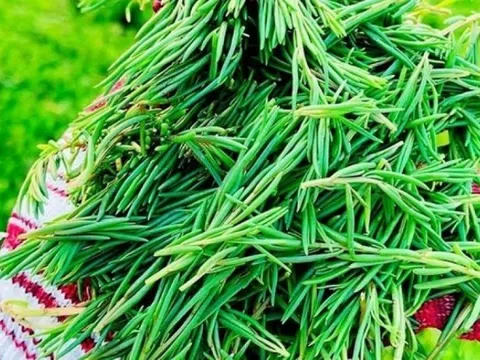 Loại rau nhà nghèo giờ thành 'siêu phẩm', giá 100.000 đồng/kg ai cũng tranh mua