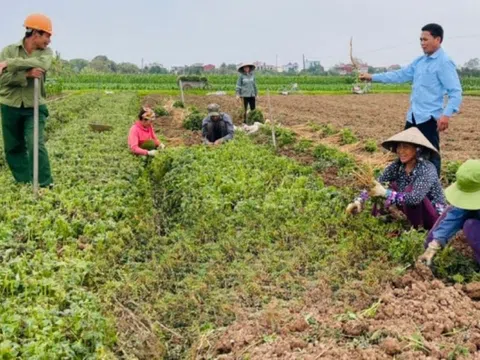 Nông dân Thái Bình đổi đời nhờ trồng 'cây thuốc vàng', có nơi thu hàng chục tỷ mỗi năm: Bà con vui như mở hội