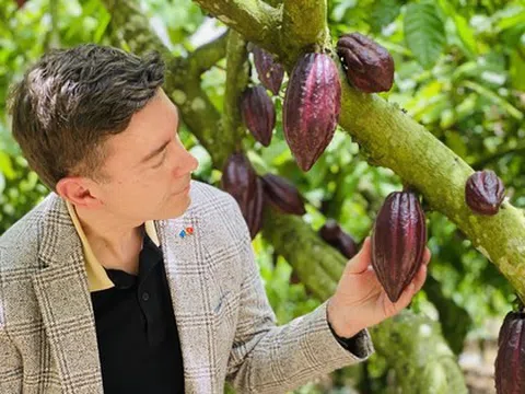 Đại sứ EU mục sở thị nơi trồng cacao ngon nhất thế giới tại Việt Nam