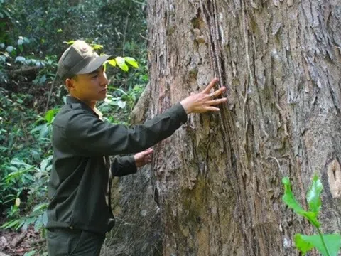 Loại gỗ nằm trong Sách Đỏ Việt Nam, là báu vật phong thủy mà người Trung Quốc ‘khát khao’