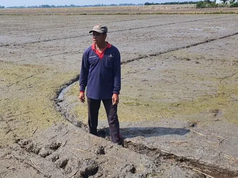 Nông dân Long An thành tỷ phú nhờ ứng dụng công nghệ: Trên trồng cây triệu đô, dưới cánh đồng lúa bội thu