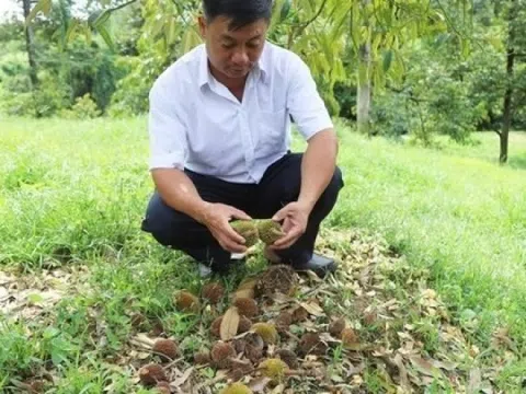 Người dân ‘xã tỷ phú’ ở Lâm Đồng rơi vào cảnh lao đao: Cây triệu đô liên tục rụng hoa, quả non là rơi