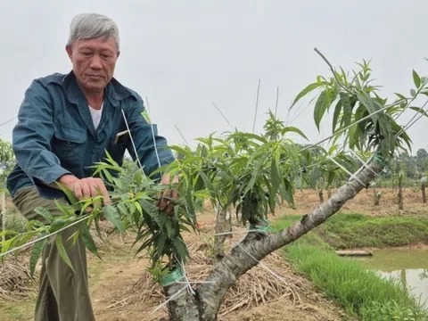 Nông dân Thanh Hóa nhanh nhạy khi bỏ lúa chuyển sang trồng loại cây có trong mỗi nhà dịp Tết: Cả làng ‘phất lên như diều gặp gió’