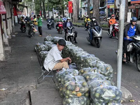 Nắng nóng, cam sành "giải cứu" tăng giá