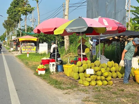 Sầu riêng ‘rẻ như bèo’ bán đầy đường