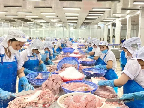 Thị trường đang tiêu thụ cá tra Việt Nam lớn nhất