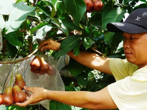 Anh nông dân miền Tây trồng mận hồng trái siêu to, ăn giòn, ngọt kiếm bộn tiền