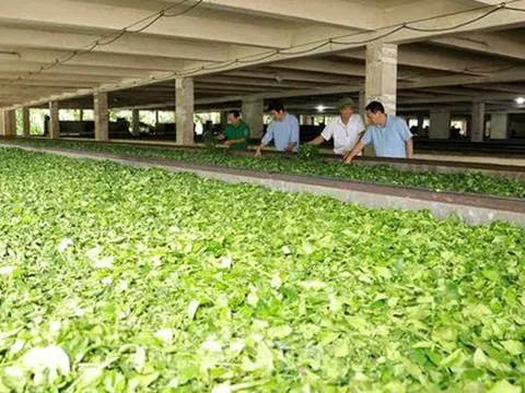 Mỹ săn nghìn tấn 'vàng xanh' của Việt Nam: thuế nhập khẩu 0%, Việt Nam là ông trùm đứng thứ 5 thế giới