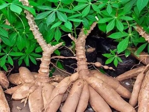 Một loại củ Việt giá rẻ, bất ngờ thu gần 400 triệu USD từ xuất khẩu chỉ trong 3 tháng