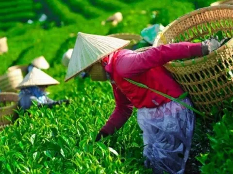 Việt Nam có hơn 122.000ha 'vàng xanh' nhưng lợi nhuận nhỏ giọt