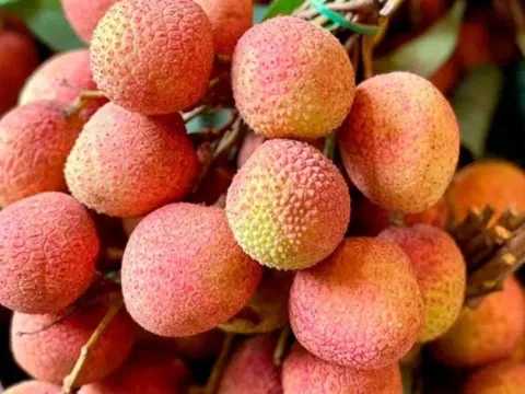 Vải u hồng và vải chín sớm ở Tây Nguyên được bán rất đắt đỏ tại TP. Hồ Chí Minh, nhiều người cảnh báo về việc bị lừa khi mua trên mạng xã hội