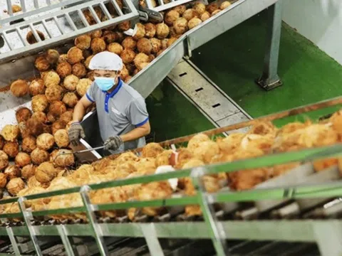 'Giá dừa tăng nhanh như giá vàng': Nguồn cung sụt giảm, xuất khẩu Việt bứt phá