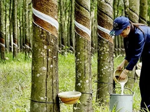 Giá 'vàng trắng' Việt tăng mạnh nhất trong 3 năm, doanh nghiệp vào guồng xuất ngoại