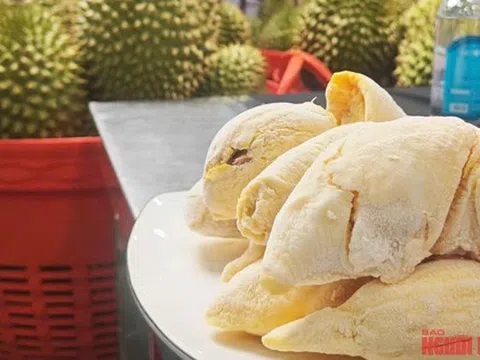 Giá sầu riêng tiếp tục giảm sâu, có loại chỉ còn 25.000 đồng/kg