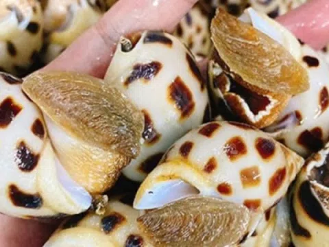 Một 'kho báu dưới nước' của Việt Nam được Trung Quốc cực kỳ ưa chuộng: Thu về gần 16 triệu USD chỉ trong 3 tháng