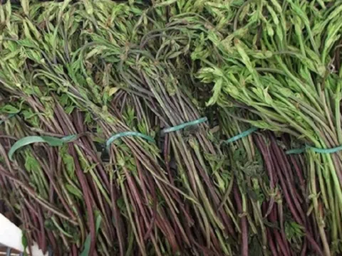 Loại hoa từng bị coi là phế phẩm nay được săn lùng: Giá lên tới 39 triệu/kg, phải may mắn lắm mới có thể mua