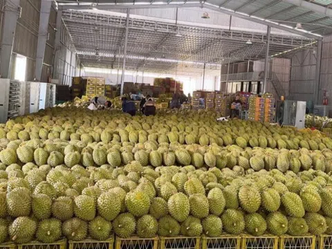 'Vua trái cây' rớt giá thảm: Đằng sau việc nhà nhà, người người trồng sầu riêng