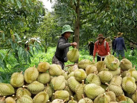 Cám cảnh sầu riêng: Chỉ khi 'sạch từ gốc' mới thực sự ngọt lâu