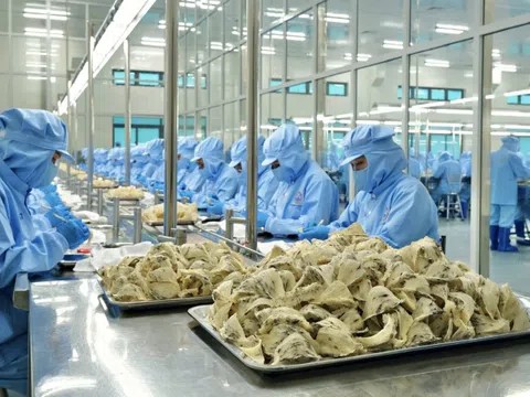 Lý do người Trung Quốc chưa biết nhiều về tổ yến Việt Nam