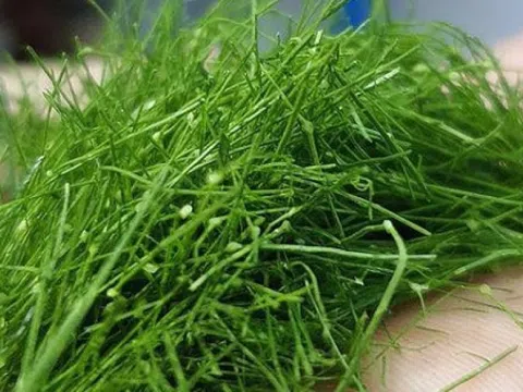 Đừng chỉ ăn quả, lá cây này quý như 'nhân sâm người nghèo': Giá rẻ như cho ngoài chợ, người Việt thường dùng mà không biết công dụng