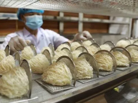 Xuất khẩu nhỏ giọt, tổ yến Việt gặp thêm rào cản mới trên đường sang Trung Quốc
