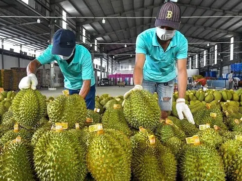 Sự thật việc sầu riêng Việt Nam mất ‘ngôi vương’