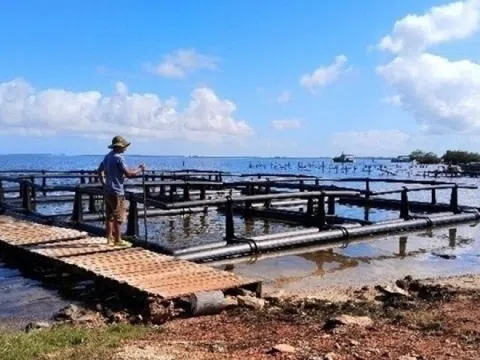 Việt Nam mang bí quyết sang tặng nước bạn Cuba, dự án 'khó nhằn' thành công thần tốc sau 4 tháng