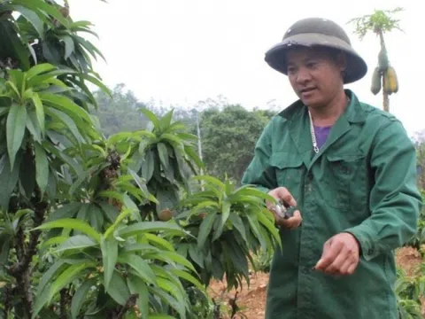 Nông dân Lạng Sơn cắt phăng cây lúa, chuyển sang trồng loại cây xưa tiến vua: Thu nhập cao gấp hơn 30 lần, cuộc đời lên hương