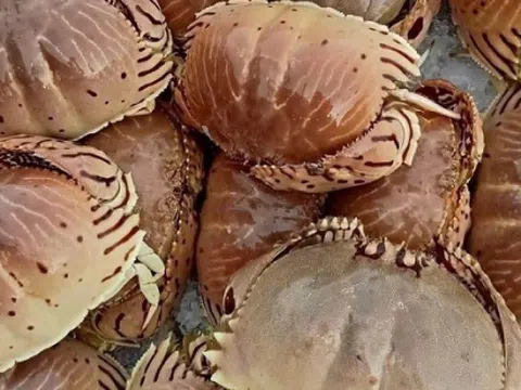 Đặc sản có tên 'độc lạ', xưa ít ai biết nay được săn đón khắp nơi vì hương vị lạ, giá tới 100.000 đồng/kg