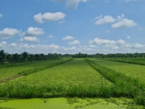 Nông dân Trà Vinh nhổ lúa trồng thứ rau đặc sản: Thu hoạch đến đâu thương lái gom sạch, thu nhập 8 con số/tháng