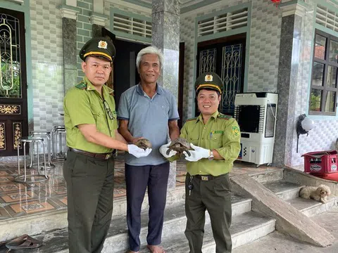 Nhiều cá thể tê tê, rùa núi vàng quý hiếm được người dân Huế "giải cứu"