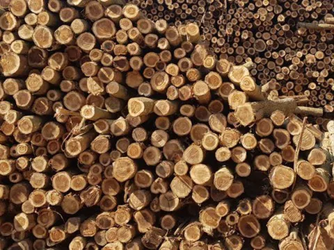 Mỹ vừa đổ gần 2 tỷ USD săn 'báu vật' của Việt Nam: thuế nhập khẩu 0%, Việt Nam là đối tác lớn nhất của Mỹ ở mặt hàng này