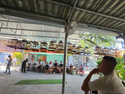 Huế: Mang theo chim cảnh đi uống cà phê phải có "giấy khai sinh"