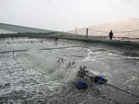 Nông dân Thái Bình chuyển sang làm ăn lớn: Nuôi con bơi giật lùi dưới nước, đút túi tiền tỷ mỗi năm