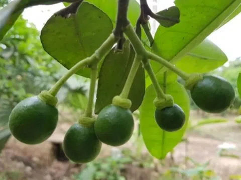 Thị trường có tiêu chuẩn khắt khe nhất thế giới vừa công nhận một loại quả của Việt Nam đủ điều kiện an toàn sinh học để nhập khẩu