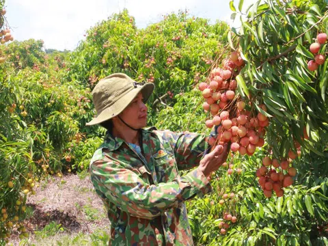 Vải thiều Đắk Lắk chín sớm, ồ ạt xuất ngoại