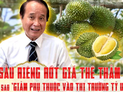 Sầu riêng rớt giá thê thảm, làm sao ‘giảm phụ thuộc vào thị trường tỷ USD’?