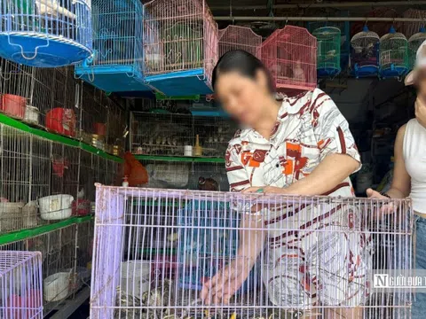 Chim trời “biến mất” khỏi chợ khi đoàn kiểm tra xuất hiện