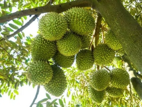 Hé lộ địa phương sắp trở thành siêu vùng trồng sầu riêng mới sau sáp nhập tỉnh thành với 42.000ha