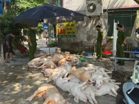 Bắt quả tang 22 con lợn xuất huyết ngoài da sắp quay nướng phục vụ 1 doanh nghiệp tại Vĩnh Phúc